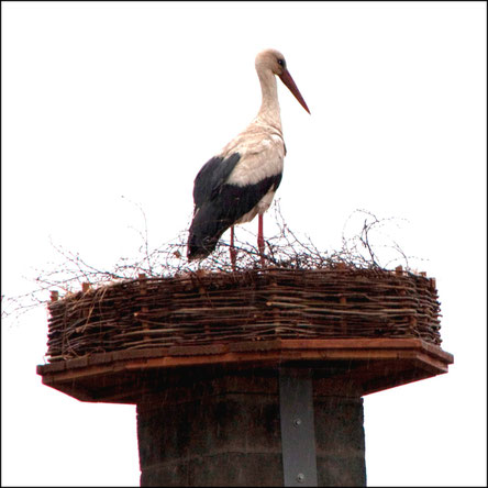 Storch im Nest