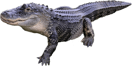 alligator image animaux transparent sur fond blanc pour site web illustration ecole montessori