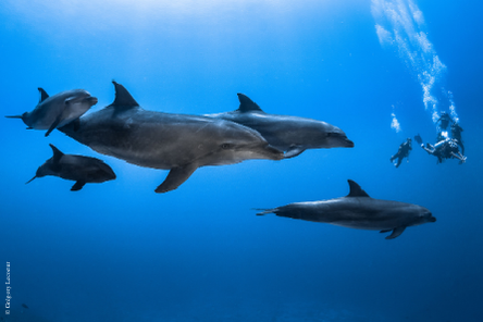 Diving in Tahiti