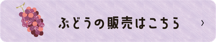 常果園ぶどうの販売
