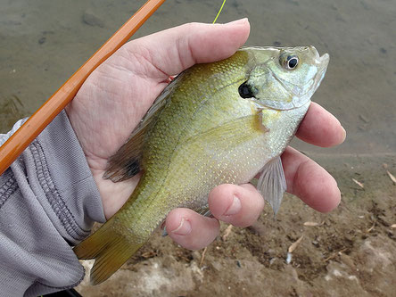 A palm sized bluegill. Fun catch with a 3wt fiberglass rod from San Diego area.