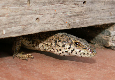 Lagartija de Columbretes. © V. Sancho 2010