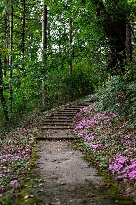 Mein Weg