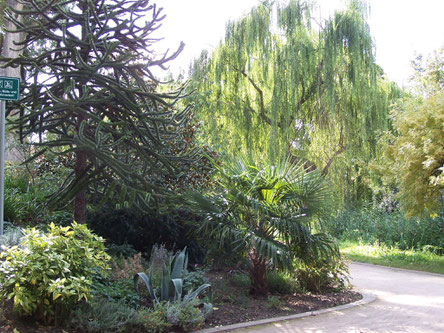 Der Stadtpark in Deidesheim wartet mit vielen mediterranen Pflanzen auf. Foto: Pfalz-Touristik