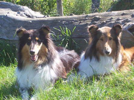 Collie tricolor und Collie sable liegen auf einer Wiese