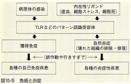 免疫と炎症