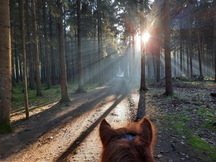 Pony auf Waldweg im Sonnenschein