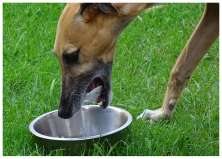 Ernährungsberatung Hund, Althütte, Rems-Murr-Kreis, BARF, Rohfütterung