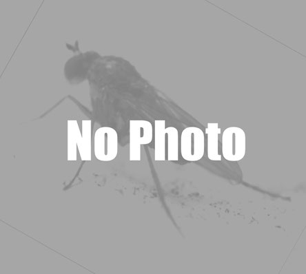 各科概説　Introduction of the families of Diptera    アシナガバエ科　Dolichopodidae    アタマアブ科 Pipunculidae    アブ科 Tabanidae    アブラコバエ科 Chamaemyiidae    アミカ科 Blephariceridae    アミカモドキ科 Deuterophlebiidae    イエバエ科 Muscidae    オドリバエ科 Empididae    オドリバエモドキ科 Hilarimorphidae    オビヒメガガンボ科 Pediciidae    カ科 Culicidae    ガガンボ科 Tipulidae    ガガンボダマシ科 Trichoceridae    カバエ科 Anisopodidae    カモドキ科 Lygistorrhinidae    キアブ科 Xylophagidae    キアブモドキ科 Xylomyidae    キノコバエモドキ科 Pachyneuridae    キモグリバエ科 Chloropidae    クサアブ科 Coenomyiidae    クシツノアブ科 Rachiceridae    クチキカ科 Axymyiidae    クチキバエ科 Clusiidae    クチキバエモドキ科　Acartophthalmidae    クモバエ科 Nycteribiidae    クロバネキノコバエ科 Sciaridae    クロツヤバエ科 Lonchaeidae     クロバエ科 Calliphoridae     ケバエ科  Bibionidae    ケシショウジョウバエ科 Periscelididae    ケズメカ科  Ditomyiidae    ケブカハマバエ科 Helcomyzidae     ケヨソイカ科  Chaoboridae    コウモリバエ科 Streblidae    コガシラアブ科 Acroceridae     コシボソガガンボ科　Ptychopteridae    シギアブ科 Rhagionidae     シダコバエ科 Teratomyzidae    シマバエ科　Lauxaniidae    シュモクバエ科 Diopsidae     ショウジョウバエ科 Drosophilidae    シラミバエ科 Hippoboscidae    シロガネコバエ科 Milichiidae    セダカバエ科 Hybotidae    タマバエ科 Cecidomyiidae    タマユラアブ科 Pelchorhynchidae    チスイケヨソイカ科  Corethrellidae     チスイコバエ科　Carnidae    チーズバエ科　Piophilidae    チャボキノコバエ科 Diadocidiidae    チョウバエ科 Psychodidae     ツノキノコバエ科 Keroplatidae     ツヤホソバエ科 Sepsidae    ツリアブモドキ科 Nemestrinidae    ツリアブ科 Bombyliidae    ツルギアブ科 Therevidae    デガシラバエ科 Pyrgotidae    トゲアシモグリバエ科 Odiniidae    トゲナシケバエ科 Pleciidae    トゲハネバエ科 Heleomyzidae    ナガショウジョウバエ科 Aulacigastridae    ナガズヤセバエ科 Neriidae    ナガレアブ科 Athericidae    ナミキノコバエ科 Mycetophilidae s.s.    ニクバエ科 Sarcophagidae    ニセケバエ科 Scatopsidae    ニセヒメガガンボ科 Tanyderidae    ニセヒメコバエ科　Pseudopomyzidae    ニセヒメホソバエ科 Xenasteiidae    ニセヒラタアシバエ科 Opetiidae    ニセミギワバエ科 Canacidae    ヌカカ科 Ceratopogonidae    ノミバエ科 Phoridae    ハナアブ科 Syrphidae    ハナバエ科 Anthomyiidae    ハナホソバエ科 Anthomyzidae    ハネオレバエ科 Psilidae    ハネオレホソバエ科 Strongylophthalmyiidae    ハネカ科 Nymphomyiidae     ハネフリバエ科 Ulidiidae    ハマベバエ科 Coelopidae    ハモグリバエ科 Agromyzidae    ハルカ科 Cramptonomyiidae    ハレギバエ科 Pallopteridae    ヒゲナガケバエ科 Hesperinidae    ヒゲブトコバエ科 Cryptochetidae     ヒツジバエ科 Oestridae    ヒメイエバエ科 Fanniidae    ヒメガガンボ科 Limoniidae    ヒメカバエ科 Mycetobiidae    ヒメコバエ科 Opomyzidae    ヒメホソバエ科 Asteiidae    ヒラタアシバエ科 Platypezidae    ヒロクチバエ科 Platystomatidae    フトモモホソバエ科 Megamerinidae     ブユ科 Simuliidae    フンコバエ科 Sphaeroceridae    フンバエ科 Scathophagidae    ベッコウバエ科 Dryomyzidae    ホソカ科 Dixidae         ホソキノコバエ科 Bolitophilidae    ホソショウジョウバエ科 Diastatidae    マドアブ科 Scenopinidae    ミギワバエ科 Ephydridae    ミズアブ科 Stratiomyidae    ミツバチシラミバエ科 Braulidae    ミバエ科 Tephritidae    ムシヒキアブ科 Asilidae    ムシヒキアブモドキ科 Mydidae    メバエ科 Conopidae    モモブトモリカ科 Canthyloscelidae    ヤクノバエ科 Borboropsidae    ヤチバエ科 Sciomyzidae    ヤドリバエ科 Tachinidae    ヤリバエ科 Lonchopteridae    ユスリカ科 Chironomidae      ユスリカバエ科 Taumaleidae      ヨロイバエ科　Celyphidae    ワラジムシヤドリバエ科 Rhinophoridae