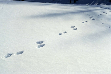 randonnée raquette briançon serre chevalier vallée clarée montgenèvre sortie en raquettes