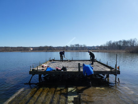 Vorbereitung der Brutplattform (Foto: A.Gehrold)