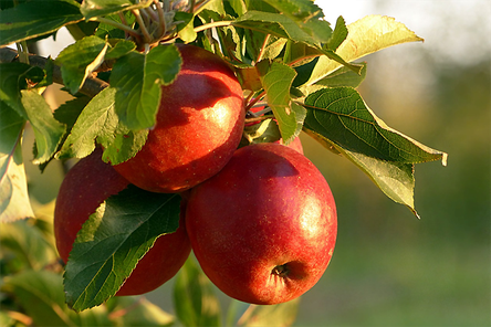 Anbau von Apfelbäumen in Biokultur (Bild: RheinZeiger) 