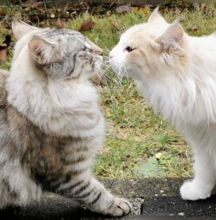 Brauchen Katzen Vibrissen? - Foto: Iris, amberkatzen.de, Norwegische Waldkatzen