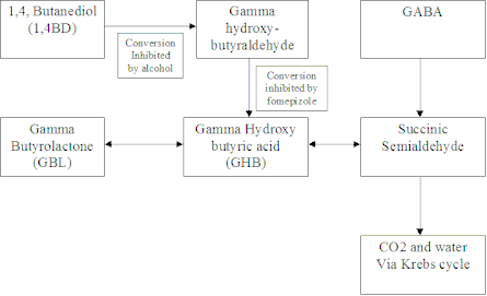 elimination of GHB cycle