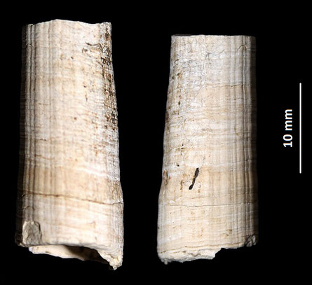 Frammento di Dentalium rectum, Quattro Castella (RE)