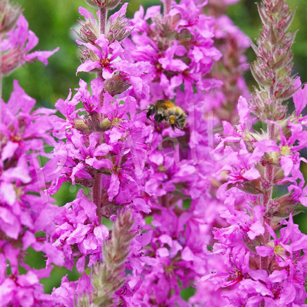 Bild: Blutweiderich, loosestrife, Lythrum salicaria, Hummel, bumble bee, Bombus