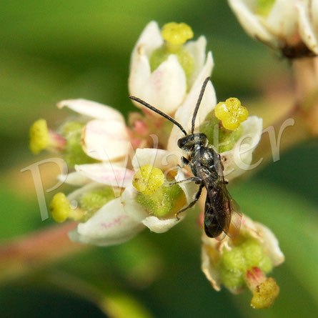 Bild: eine kleine Wildbiene am Bienenbaum