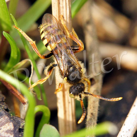 Bild: Gemeine / Gewöhnliche Wespenbiene, Nomada fucata, Männchen