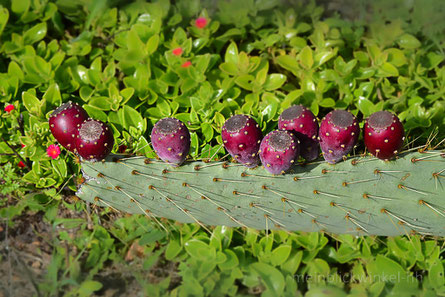 Kaktus Kaktusfeige Mallorca Blumen Lemminge