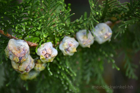 Zapfen Blüten Knospen Nüsse Koniferen Knospe Nuss Blüte Baum Konifere