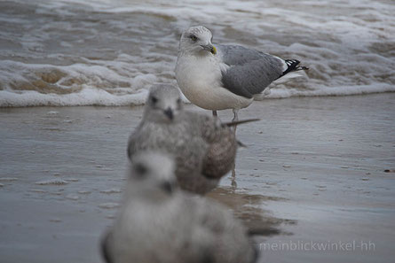 Möwe Strand Meer Küste 