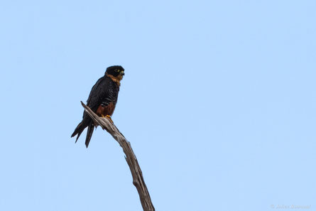 Faucon des chauves-souris — Falco peregrinus Tunstall, 1771