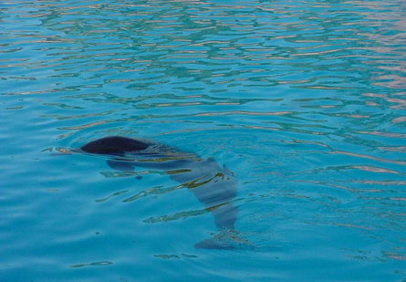 Delphin - Teneriffa