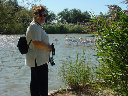 Camargue - das Rhonedelta ist Zuchtgebiet der Flamingos