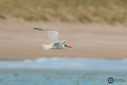 Hydroprogne caspia / Caspian Tern / Raubseeschwalbe