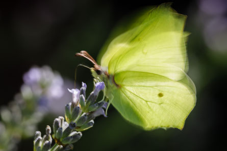 Impressionistische Fotografie am sonnigen Sonntagvormittag: saugender Zitronenfalter am Lavendel.
