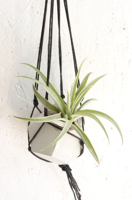 DIY Mini Macramé plant hanger with PASiNGA dodecahedron Air Plant holder