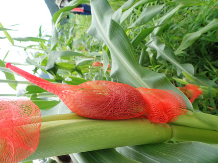 トウモロコシの無農薬栽培の野菜作り教室。