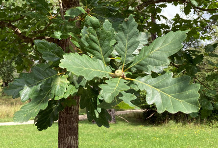 Quercus robur (Stiel-Eiche), Detailansicht der Blätter; Langenaltheim. (Photo: P. Holleis, 5. August 2023)