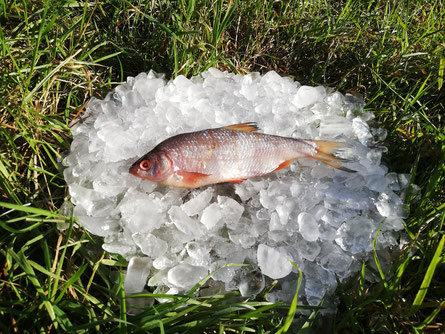 Rotaugen, Plötzen, Köderfische