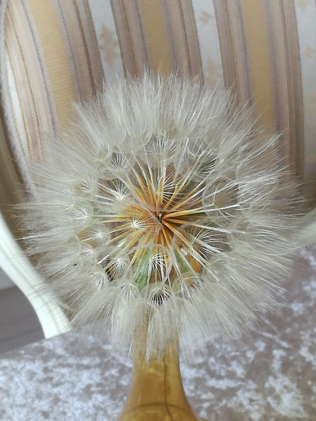 Bocksbart-Pusteblume ... von unserem Dauercamping-See :-)