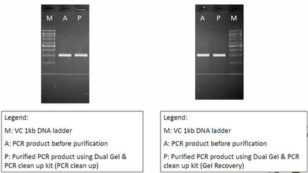 PCR Produkte, Agarosegel Aufreinigung und Extraktion