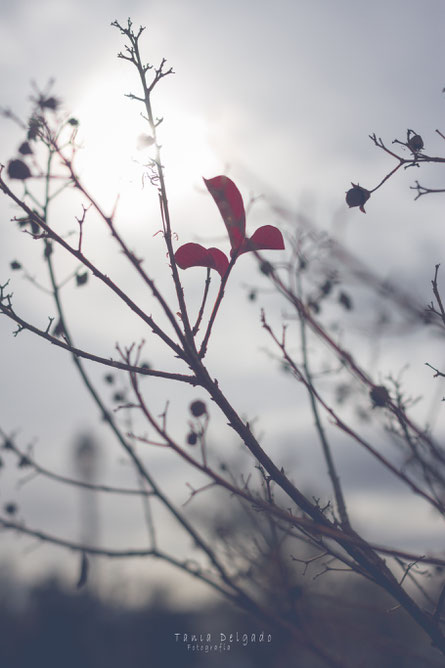 fotografia, naturaleza, aranjuez, flores