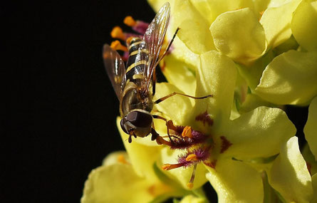 Schwebefliege an einer Schwarzen Königskerze