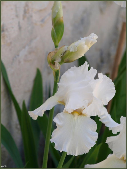 Iris blancs au détour d'une ruelle à Talmont-sur-Gironde, Charente-Maritime