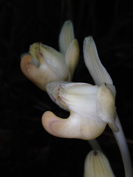 シナノショウキランの花の側面