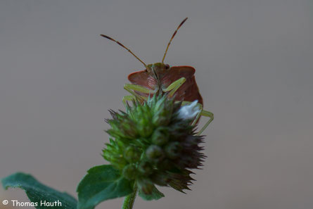 GRÜNE STINKWANZE (PALOMENA PRASINA)