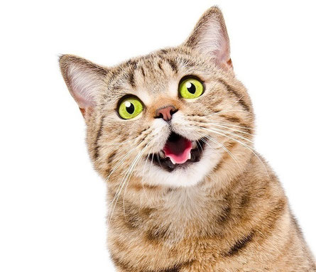Katzenfutter - Reico Katzenfutter, Trockenfutter & Nassfutter für Katzen von Reico