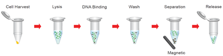 Magnetic bead genomic DNA isolation kit 