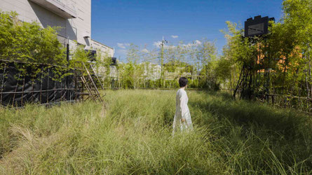 チームラボ《風と雨と太陽の草原》©チームラボ