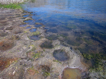 Bluegill spawning beds at a San Diego reservoir exposed by falling water level.
