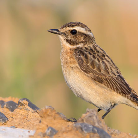 Das Braunkehlchen, "Vogel des Jahres 2023" ist selten geworden und vom Aussterben bedroht. Foto: LBV/Markus Glaessel