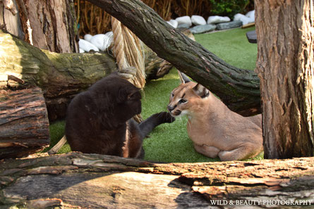 Kater Bernisek und Karakal Gigi