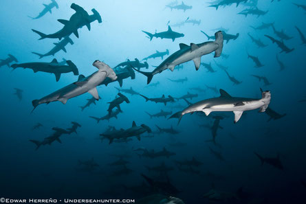 gran escuela de tiburones martillo, photo by UnderseaHunter Group