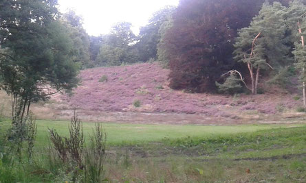 Naturschutzgebiet Wittenbergen in den Hamburger Elbvororten 