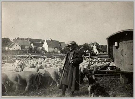 Schäfer nördl. von Oberringingen  Nähe zu früherem Schloss Foto: Eigen